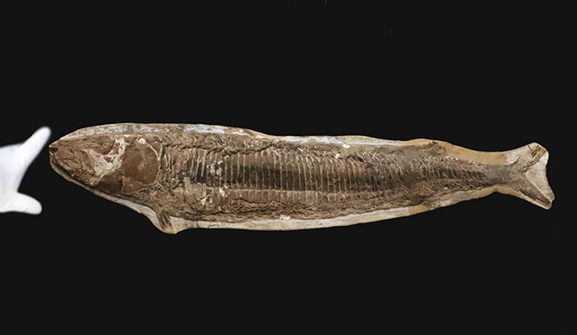 58cm・5kg超え！しかも保存状態極めて良好！堂々サイズの白亜紀ブラジル産化石（Vinctifer）（その1）