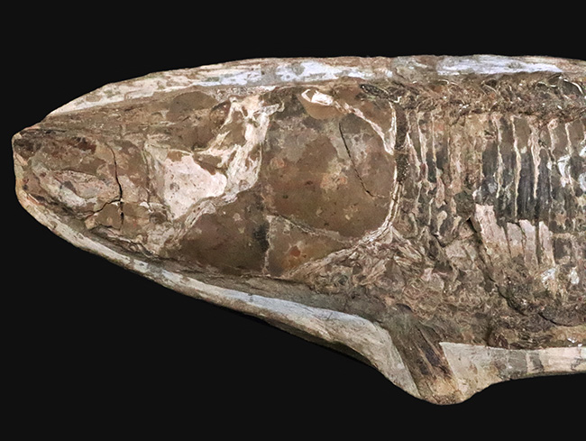 58cm・5kg超え！しかも保存状態極めて良好！堂々サイズの白亜紀ブラジル産化石（Vinctifer）（その2）