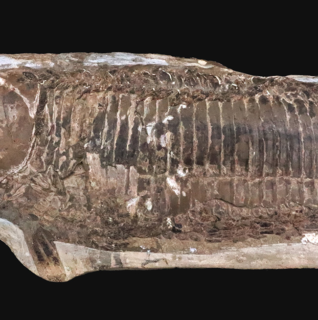 58cm・5kg超え！しかも保存状態極めて良好！堂々サイズの白亜紀ブラジル産化石（Vinctifer）（その3）