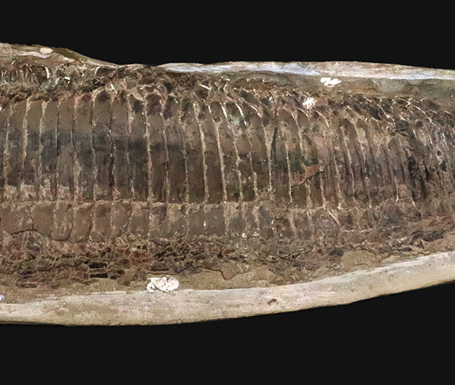 58cm・5kg超え！しかも保存状態極めて良好！堂々サイズの白亜紀ブラジル産化石（Vinctifer）（その4）