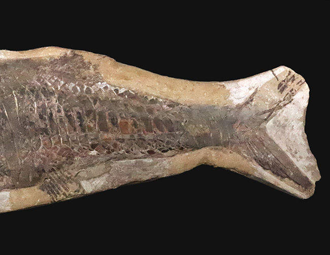58cm・5kg超え！しかも保存状態極めて良好！堂々サイズの白亜紀ブラジル産化石（Vinctifer）（その5）