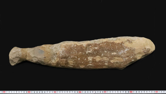 58cm・5kg超え！しかも保存状態極めて良好！堂々サイズの白亜紀ブラジル産化石（Vinctifer）（その6）