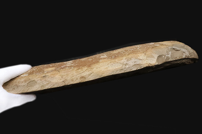 58cm・5kg超え！しかも保存状態極めて良好！堂々サイズの白亜紀ブラジル産化石（Vinctifer）（その7）