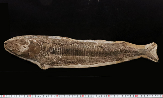 58cm・5kg超え！しかも保存状態極めて良好！堂々サイズの白亜紀ブラジル産化石（Vinctifer）（その8）