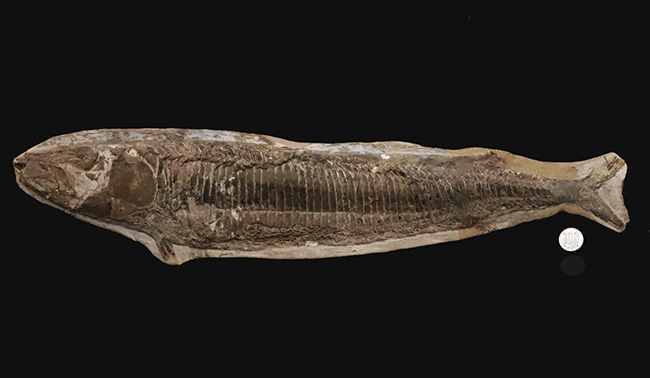 58cm・5kg超え！しかも保存状態極めて良好！堂々サイズの白亜紀ブラジル産化石（Vinctifer）（その9）