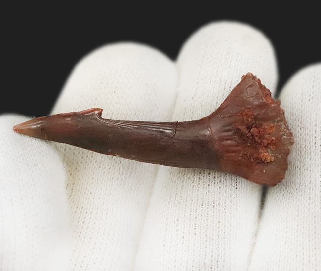 保存状態良好、サイズあり、約1億年前の軟骨魚類、ノコギリエイに似たオンコプリステス(Onchopristis)の歯化石(その3)