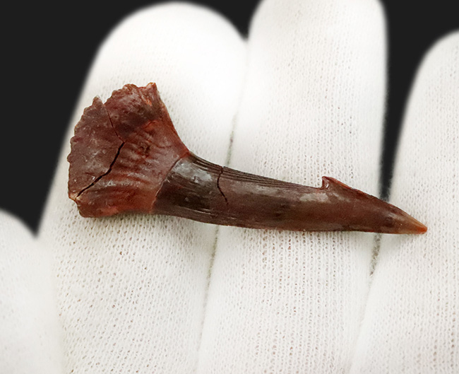 保存状態良好、サイズあり、約1億年前の軟骨魚類、ノコギリエイに似たオンコプリステス(Onchopristis)の歯化石(その4)