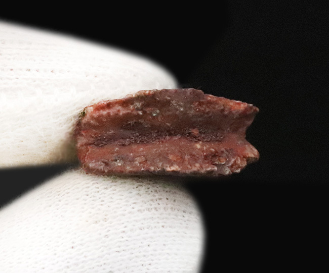保存状態良好、サイズあり、約1億年前の軟骨魚類、ノコギリエイに似たオンコプリステス(Onchopristis)の歯化石(その5)