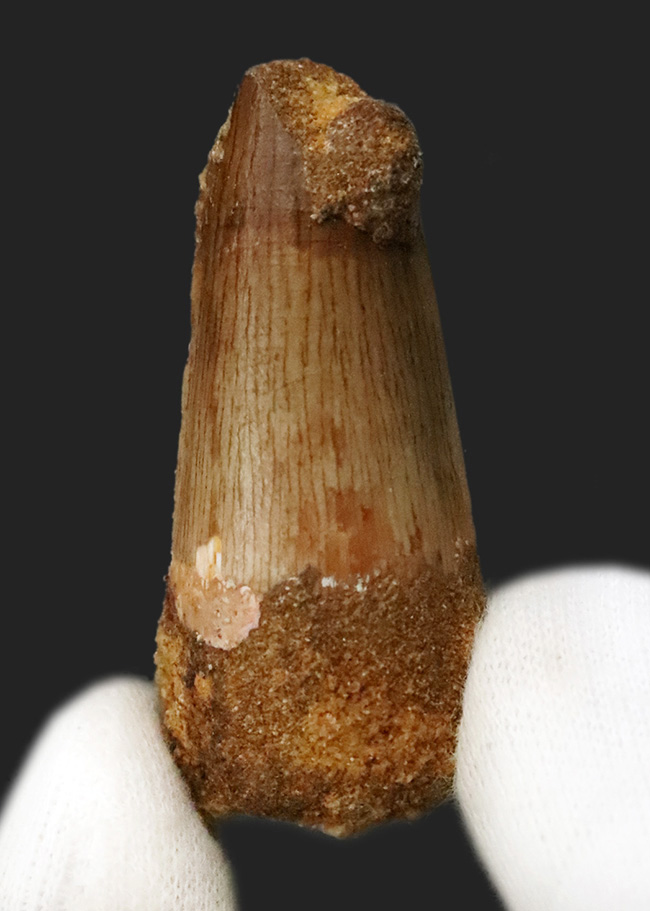 分厚い！白亜紀後期、北アフリカの水辺の食物連鎖の頂点に君臨したスピノサウルス（Spinosaurus）の歯化石（その1）