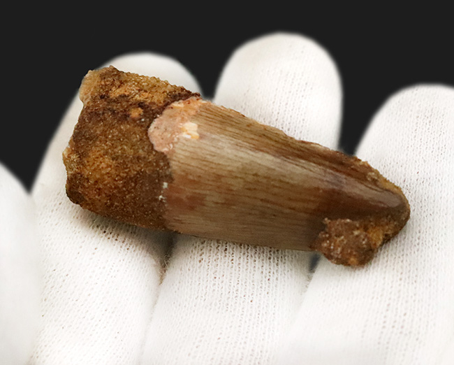 分厚い！白亜紀後期、北アフリカの水辺の食物連鎖の頂点に君臨したスピノサウルス（Spinosaurus）の歯化石（その2）