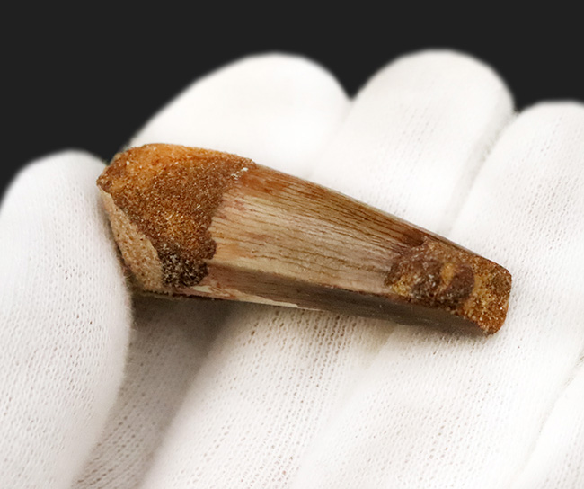 分厚い！白亜紀後期、北アフリカの水辺の食物連鎖の頂点に君臨したスピノサウルス（Spinosaurus）の歯化石（その3）