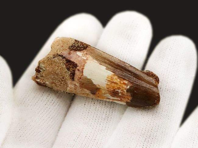 分厚い！白亜紀後期、北アフリカの水辺の食物連鎖の頂点に君臨したスピノサウルス（Spinosaurus）の歯化石（その4）