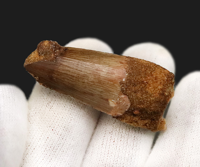 分厚い！白亜紀後期、北アフリカの水辺の食物連鎖の頂点に君臨したスピノサウルス（Spinosaurus）の歯化石（その5）