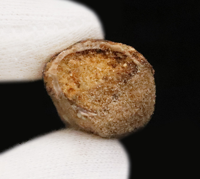 分厚い！白亜紀後期、北アフリカの水辺の食物連鎖の頂点に君臨したスピノサウルス（Spinosaurus）の歯化石（その6）