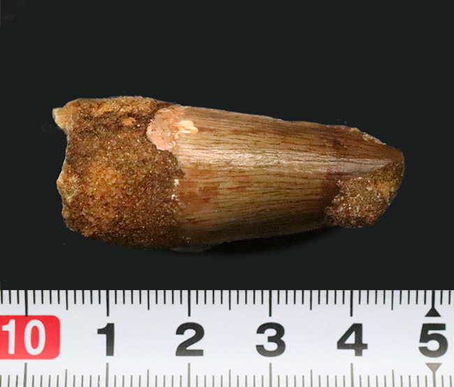 分厚い！白亜紀後期、北アフリカの水辺の食物連鎖の頂点に君臨したスピノサウルス（Spinosaurus）の歯化石（その7）