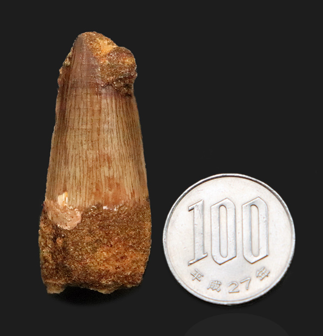 分厚い！白亜紀後期、北アフリカの水辺の食物連鎖の頂点に君臨したスピノサウルス（Spinosaurus）の歯化石（その8）