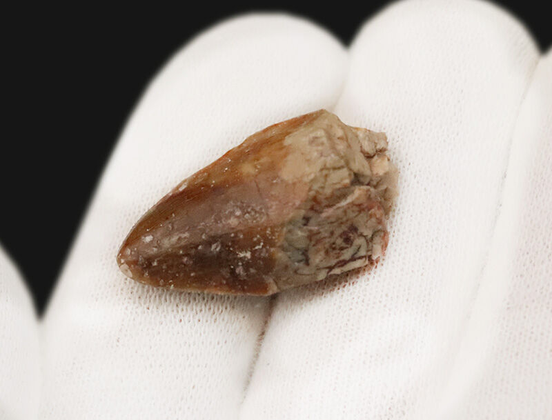 恐竜時代の前夜、水辺を支配した植竜類スミロスクス（Smilosuchus gregorii）…かつてルティオドンと呼ばれた、ワニに似た古代の捕食者の歯（その3）