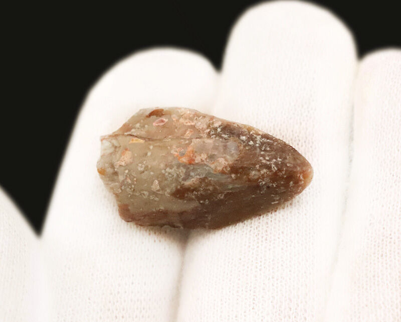 恐竜時代の前夜、水辺を支配した植竜類スミロスクス（Smilosuchus gregorii）…かつてルティオドンと呼ばれた、ワニに似た古代の捕食者の歯（その4）