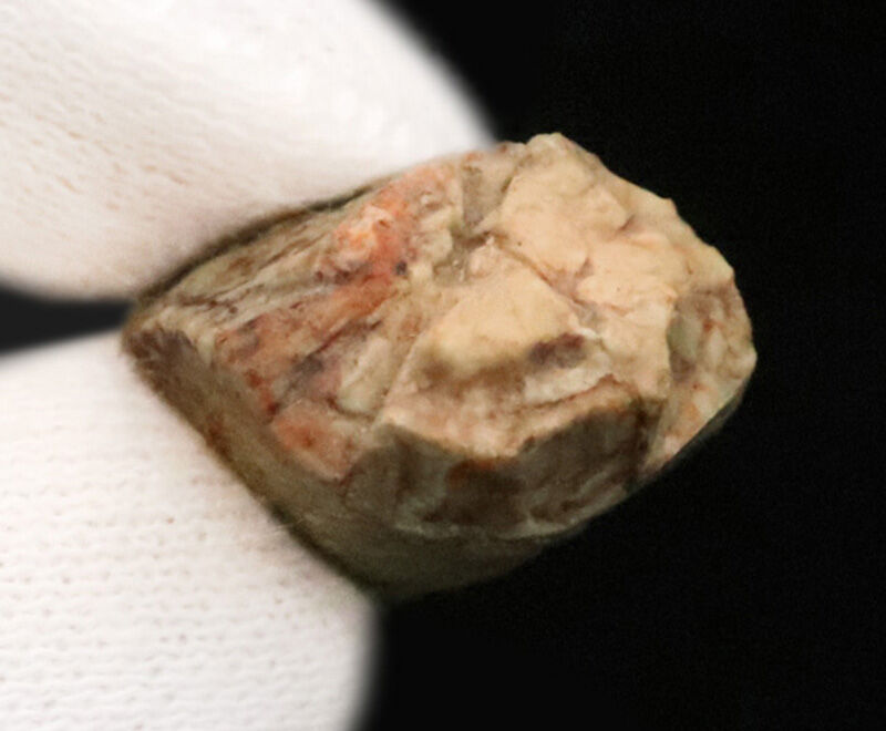 恐竜時代の前夜、水辺を支配した植竜類スミロスクス（Smilosuchus gregorii）…かつてルティオドンと呼ばれた、ワニに似た古代の捕食者の歯（その5）