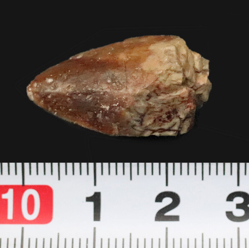 恐竜時代の前夜、水辺を支配した植竜類スミロスクス（Smilosuchus gregorii）…かつてルティオドンと呼ばれた、ワニに似た古代の捕食者の歯（その6）