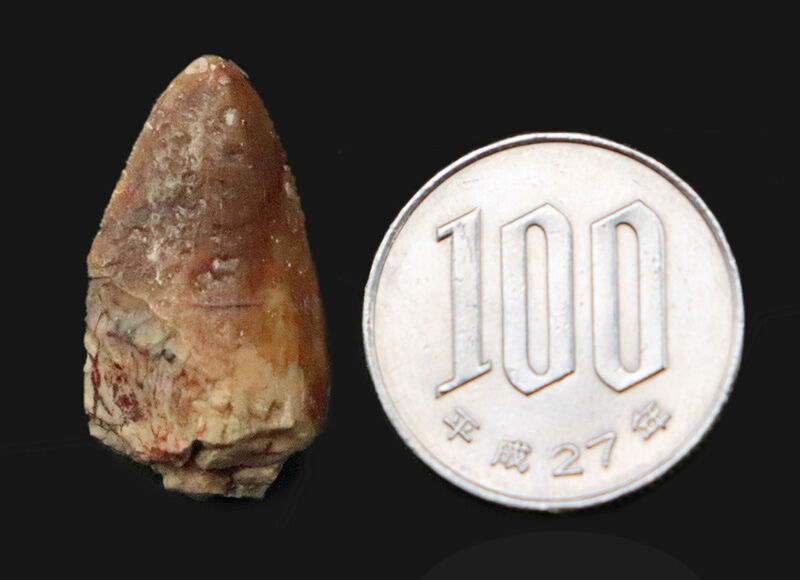 恐竜時代の前夜、水辺を支配した植竜類スミロスクス（Smilosuchus gregorii）…かつてルティオドンと呼ばれた、ワニに似た古代の捕食者の歯（その7）