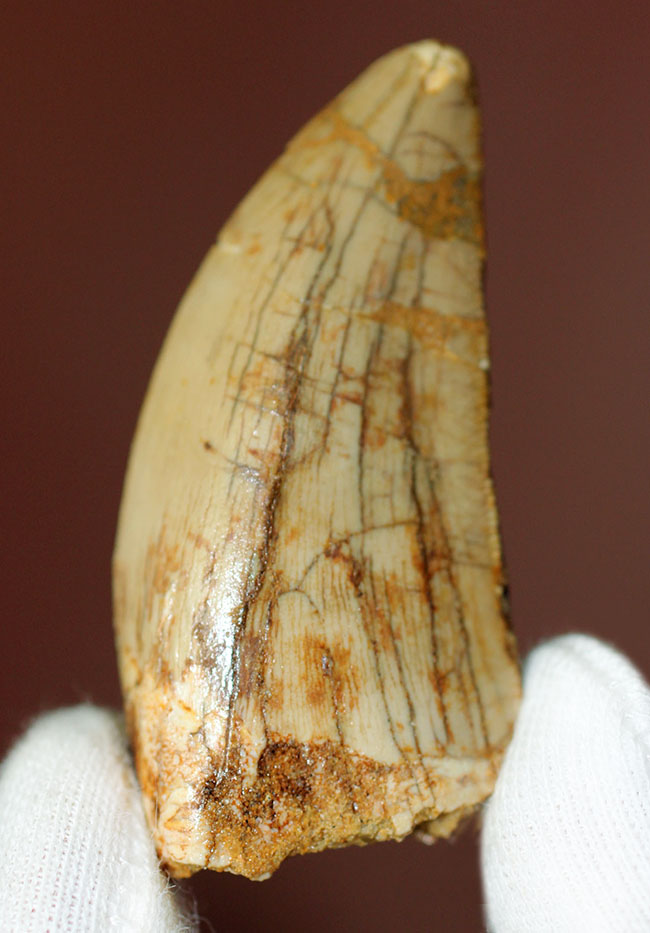表面のシワの状態にご注目ください。白亜紀北アフリカの荒くれ者、カルカロドントサウルス歯化石（その8）