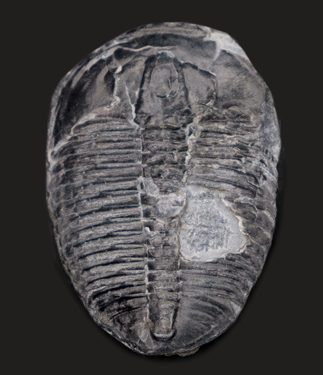 元祖三葉虫、米国ユタ州産の超有名な三葉虫、エルラシア・キンギ(Elrathia kingii)の大きな標本(その1)