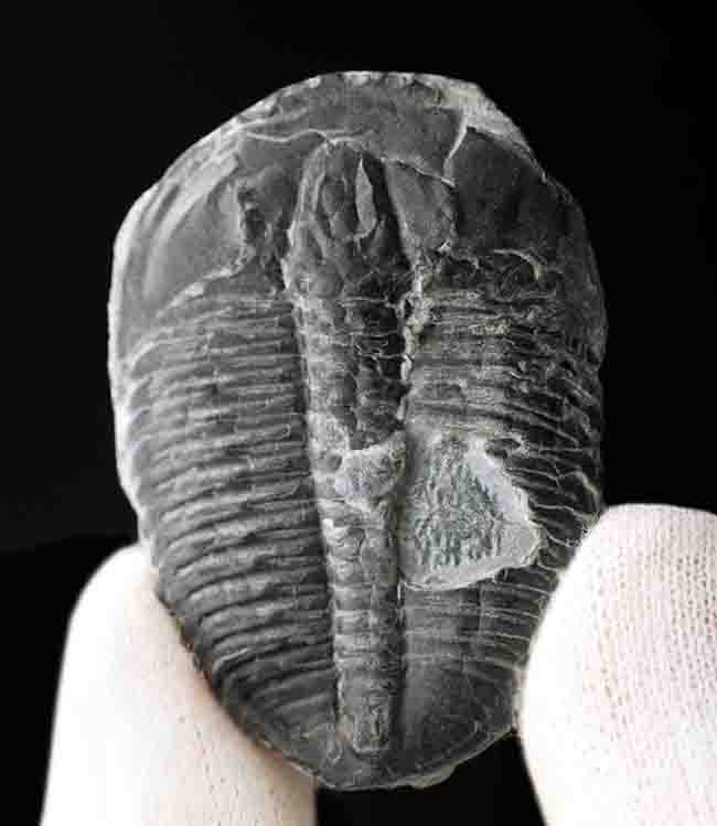 元祖三葉虫、米国ユタ州産の超有名な三葉虫、エルラシア・キンギ(Elrathia kingii)の大きな標本(その2)