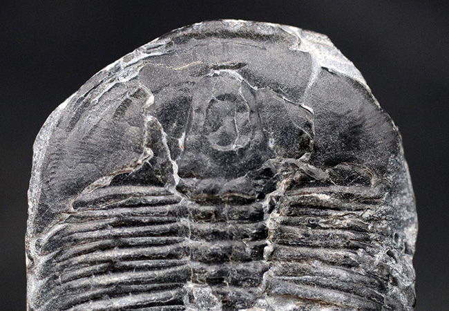 元祖三葉虫、米国ユタ州産の超有名な三葉虫、エルラシア・キンギ(Elrathia kingii)の大きな標本(その3)
