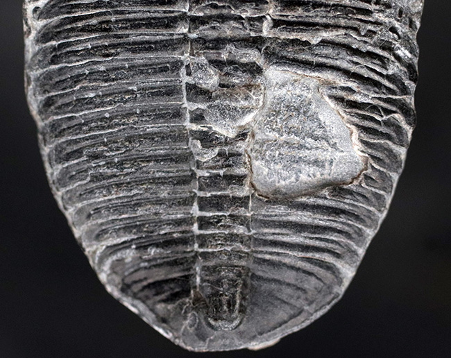 元祖三葉虫、米国ユタ州産の超有名な三葉虫、エルラシア・キンギ(Elrathia kingii)の大きな標本(その4)