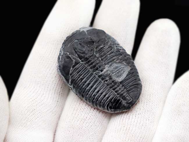 元祖三葉虫、米国ユタ州産の超有名な三葉虫、エルラシア・キンギ(Elrathia kingii)の大きな標本(その5)