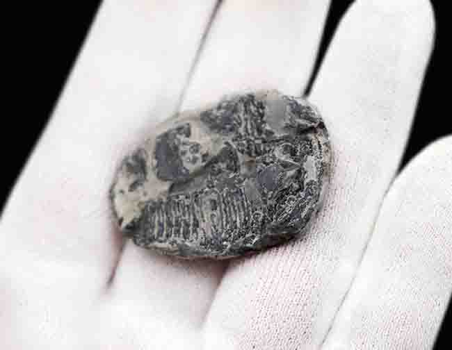 元祖三葉虫、米国ユタ州産の超有名な三葉虫、エルラシア・キンギ(Elrathia kingii)の大きな標本(その6)