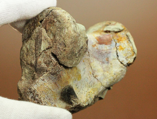 超マニアック！三畳紀の単弓類ルカスクス（Lucasuchus）の脊椎骨（その2）