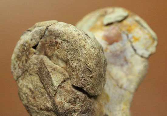 超マニアック！三畳紀の単弓類ルカスクス（Lucasuchus）の脊椎骨（その7）