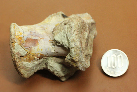 超マニアック！三畳紀の単弓類ルカスクス（Lucasuchus）の脊椎骨（その9）