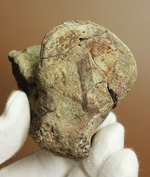 超マニアック！三畳紀の単弓類ルカスクス（Lucasuchus）の脊椎骨