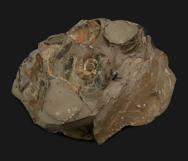 サービスプライス!北海道産のアンモナイト(Ammonite)群集標本(その1)