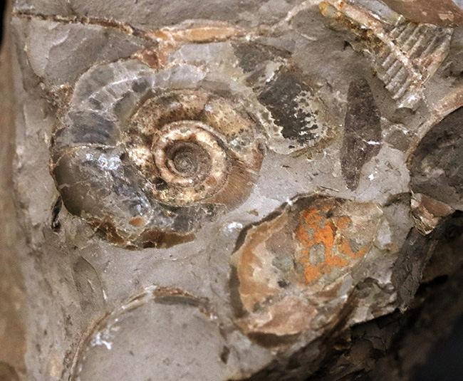 サービスプライス!北海道産のアンモナイト(Ammonite)群集標本(その2)