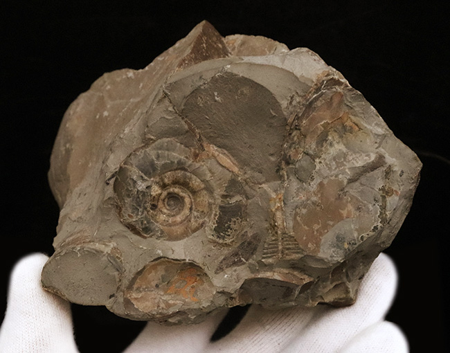 サービスプライス!北海道産のアンモナイト(Ammonite)群集標本(その3)