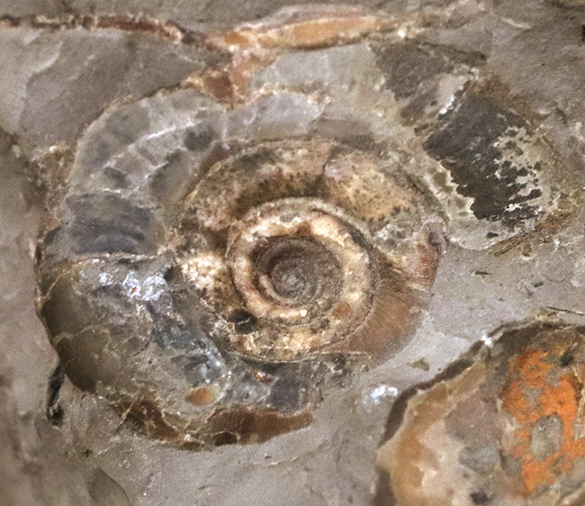 サービスプライス!北海道産のアンモナイト(Ammonite)群集標本(その4)