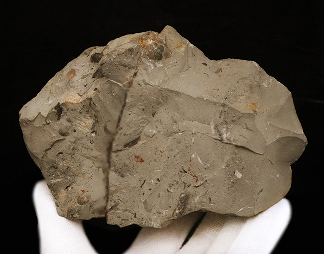 サービスプライス!北海道産のアンモナイト(Ammonite)群集標本(その5)