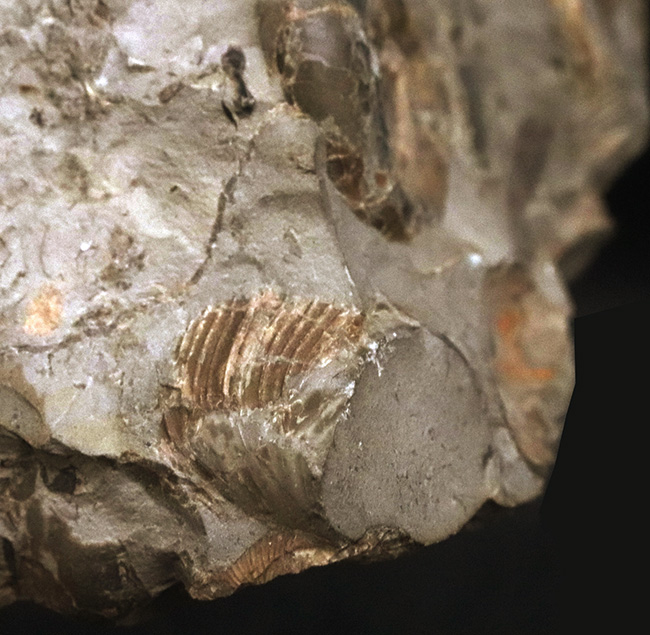 サービスプライス!北海道産のアンモナイト(Ammonite)群集標本(その6)
