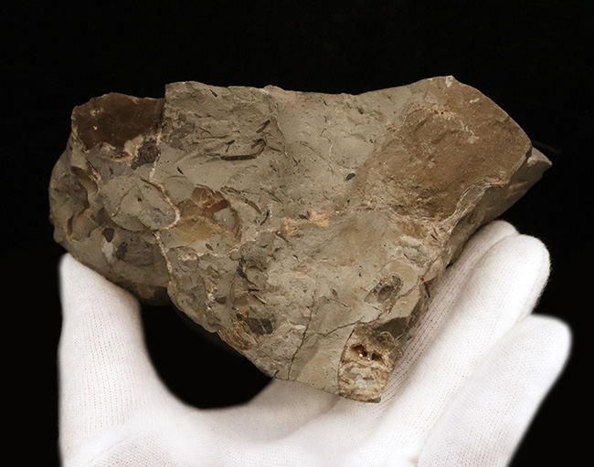 サービスプライス!北海道産のアンモナイト(Ammonite)群集標本(その7)