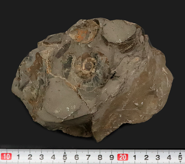 サービスプライス!北海道産のアンモナイト(Ammonite)群集標本(その8)