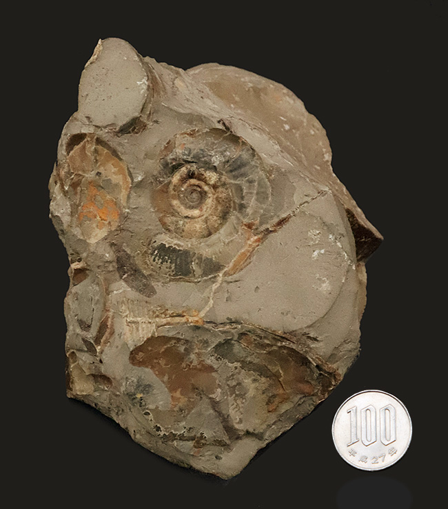 サービスプライス!北海道産のアンモナイト(Ammonite)群集標本(その9)