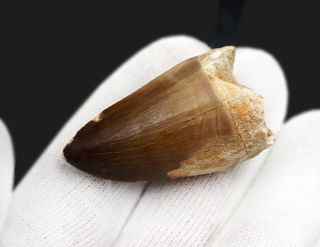 白亜紀末期の海に現れた、最大級の捕食者、モササウルス（Mosasaurus