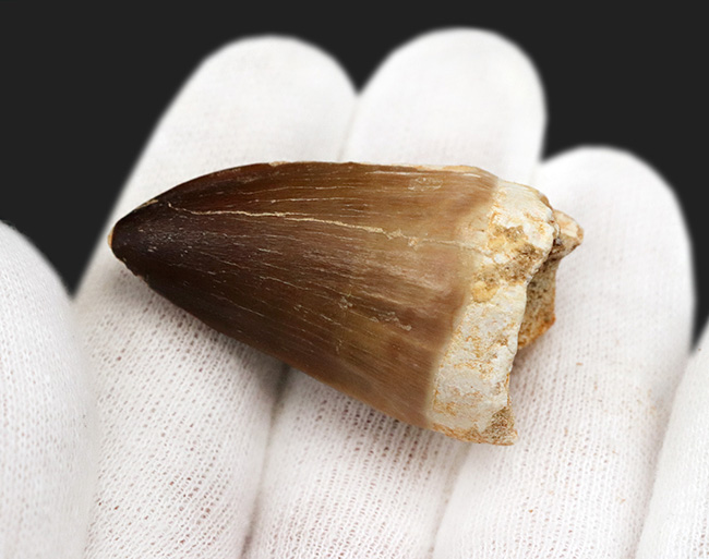 白亜紀末期の海に現れた、最大級の捕食者、モササウルス（Mosasaurus