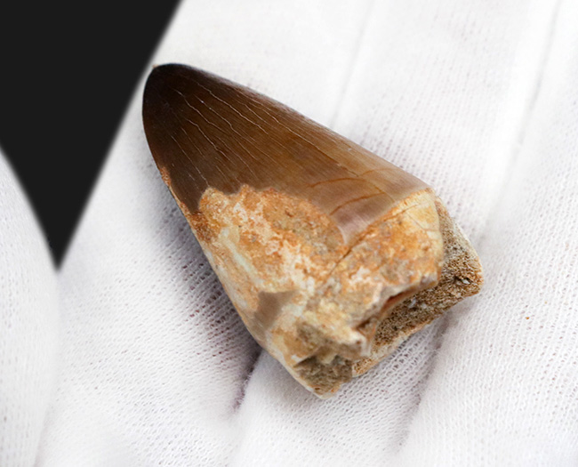 白亜紀末期の海に現れた、最大級の捕食者、モササウルス