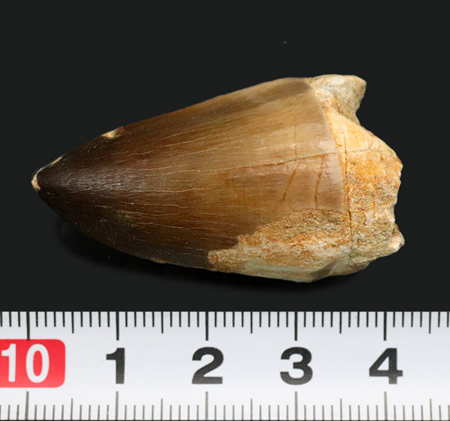 白亜紀末期の海に現れた、最大級の捕食者、モササウルス