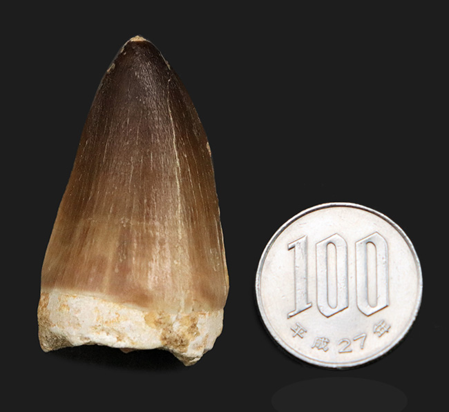 白亜紀末期の海に現れた、最大級の捕食者、モササウルス